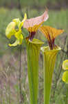 Yellow pitcherplant